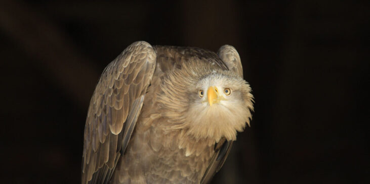 Aigle-stage fauconnerie